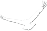 Koenig Investment Advisory Bird Logo Reversed Shadow